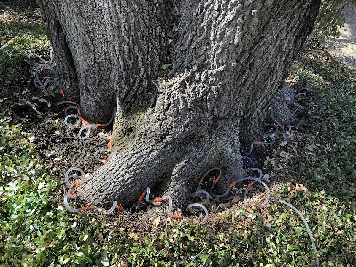 Detailed Tree Cabling and Bracing job site in Murray City
