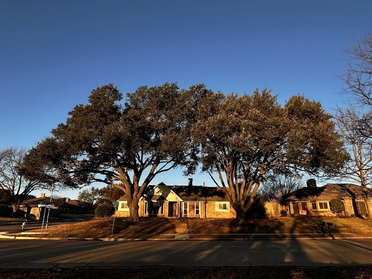 Established residential canopy tree shading a home in Murray City